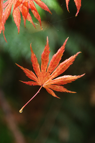 Illustration for article titled Shooting Challenge Fall Leaves Gallery 2